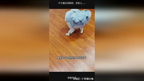 卡卡看似很聪明，实际上……