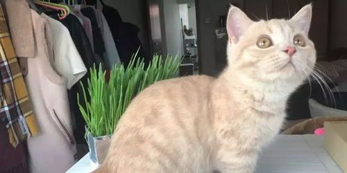 宠物中毒急救：猫咪催吐技巧