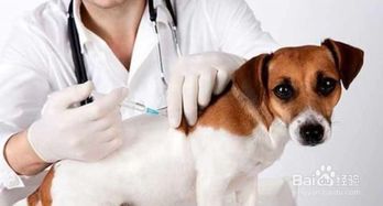 宠物被咬，速学急救技巧