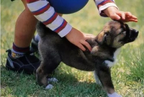宠物被咬，速学急救技巧