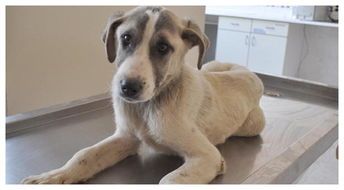 夏日宠物急救：狗伤包扎指南