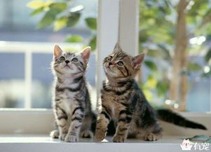 猫咪口腔溃烂臭气熏天？快来学急救技巧！