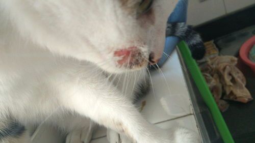 掌握猫咪大出血急救技巧