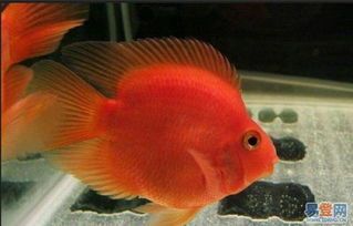 鹦鹉鱼腐烂怎么办?急救技巧,宠物健康必备!