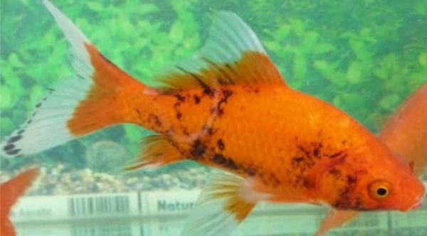 鹦鹉鱼腐烂怎么办?急救技巧,宠物健康必备!