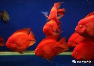 鹦鹉鱼腐烂怎么办?急救技巧,宠物健康必备!