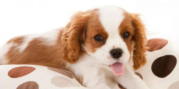 如何急救烫伤的宠物狗狗？