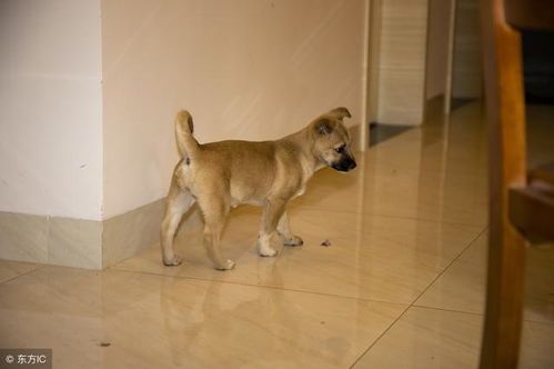 掌握宠物小狗骨折急救技巧