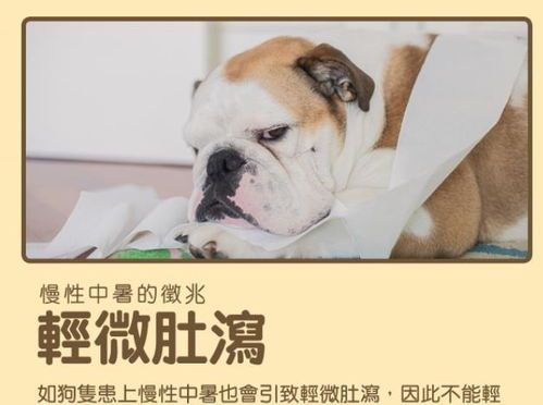 宠物中暑急救指南，宠物主人必看！