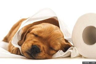 小八哥腹泻急救指南,宠物健康必备!