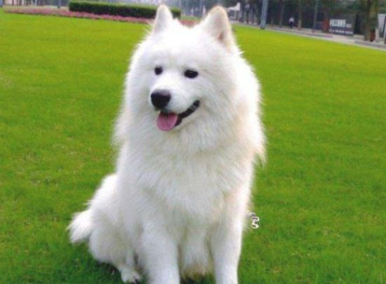 萨摩耶性情调皮,它一直喜爱乱叫该怎么办?