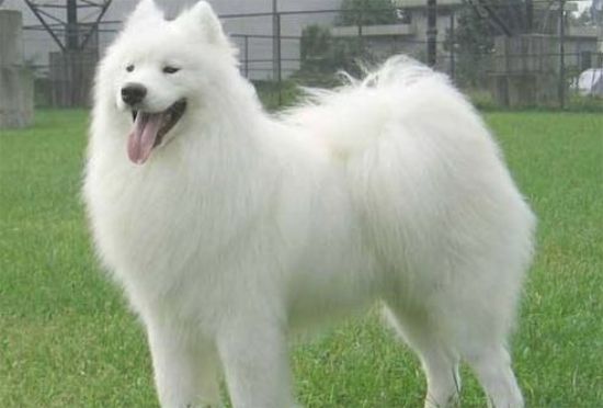 萨摩耶性情调皮,它一直喜爱乱叫该怎么办?