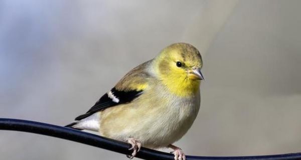 家养小鸟的食物喜好解析（了解小鸟的饮食习惯，让它们健康快乐成长）