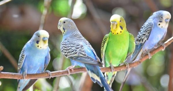 家养小鸟的食物喜好解析（了解小鸟的饮食习惯，让它们健康快乐成长）