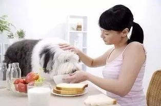 宠物孕妇饮食调养指南