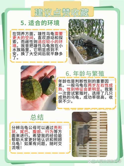 小乌龟怎么挑选(乌龟挑选方法)