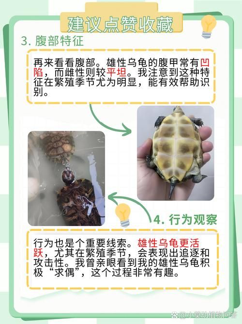 小乌龟怎么挑选(乌龟挑选方法)