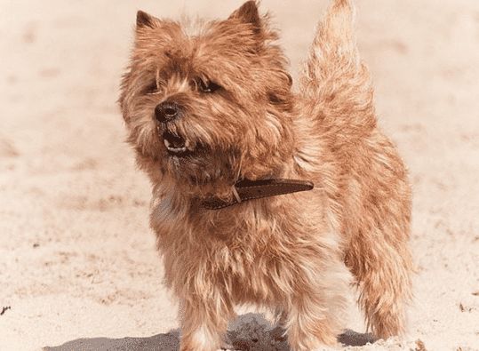 快来学习一下,挑选纯种凯安梗方法