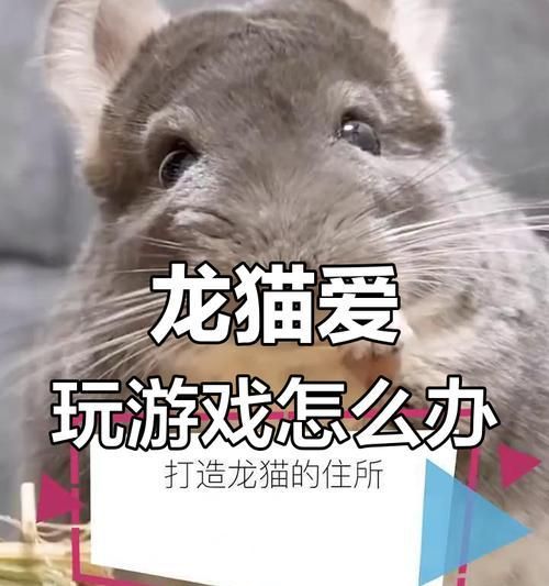 如何挑选一只健康可爱的龙猫（龙猫挑选方法详解，让你选到理想中的小伙伴）