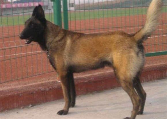 马利诺斯犬的饲养要点有哪些