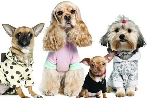 宠物初期肾衰竭：食欲减退，精神萎靡。