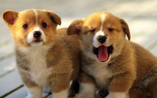 宠物狗饲料怎么搞的好