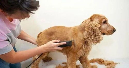 宠物狗饲料是怎么做的