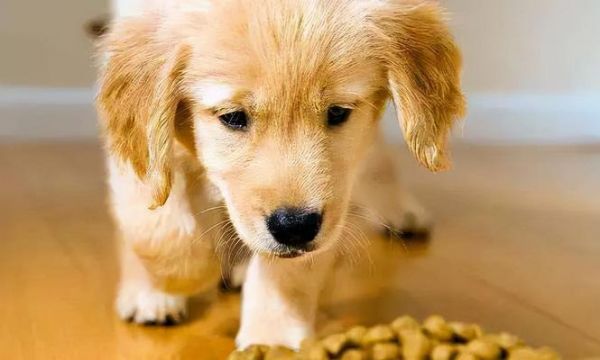 小狗不排便一个月怎么办（宠物健康问题急需解决）