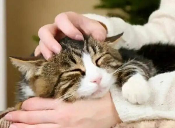 猫咪允许你摸的 6 个部位，全能摸说明它超爱你！