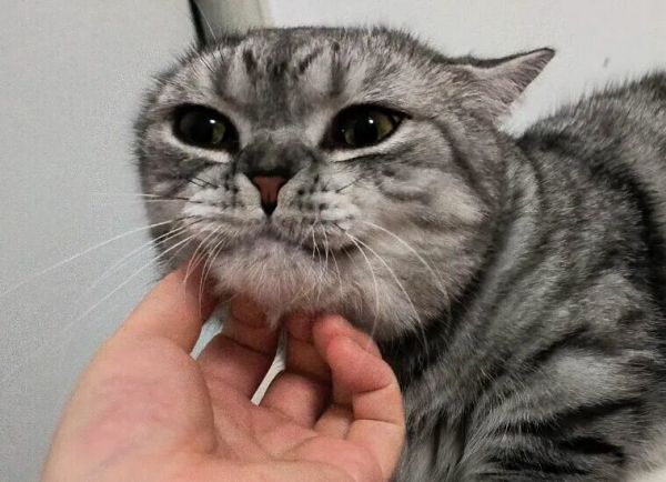 猫咪允许你摸的 6 个部位，全能摸说明它超爱你！