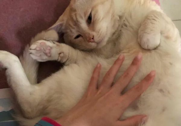 猫咪允许你摸的 6 个部位，全能摸说明它超爱你！