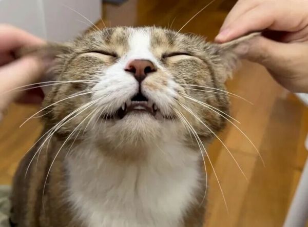 猫咪允许你摸的 6 个部位，全能摸说明它超爱你！