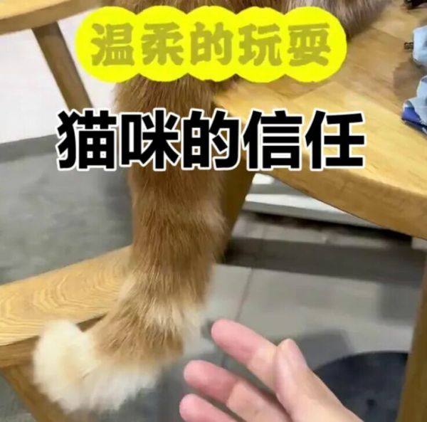 猫咪允许你摸的 6 个部位，全能摸说明它超爱你！