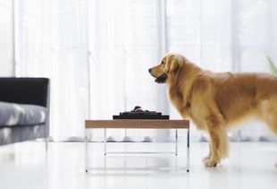 宠物训练实用技巧汇总