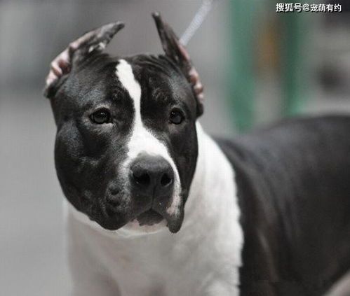 新手必看：养斯塔福犬的黄金指南！