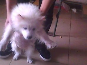 养宠物狗有螨虫怎么办