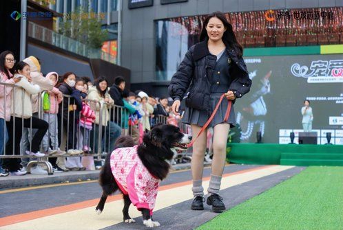 图集丨“髦”孩子齐聚济南首届宠物文化生活节 梳妆打扮同台PK