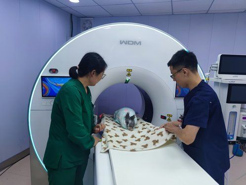 异宠医生、训犬师、宠物服装设计师……走近有点冷门的宠物职业