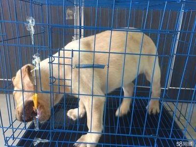 海拉尔特色宠物店巡礼海拉尔特色宠物店自制鱼缸diy教程:如何选择合适的鱼缸