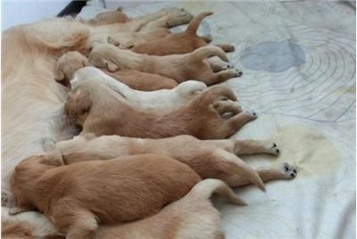 海拉尔特色宠物店巡礼海拉尔特色宠物店自制鱼缸diy教程:如何选择合适的鱼缸