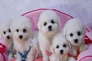 繁殖宠物狗怎么样养才好