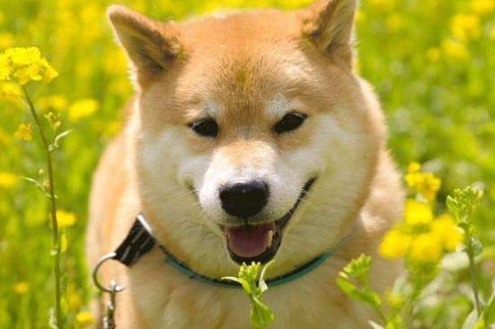 自制柴犬狗粮的做法,自制柴犬狗粮有哪些注意事项?