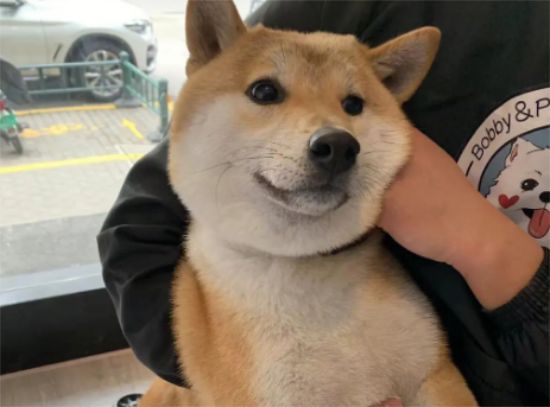 自制柴犬狗粮的做法,自制柴犬狗粮有哪些注意事项?