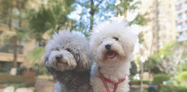 如何让泰迪健康度夏（以宠物为主的夏季养护指南）