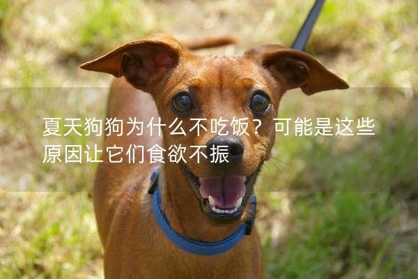 夏天狗狗为什么不吃饭?可能是这些原因让它们食欲不振