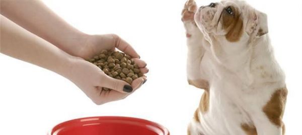 夏季狗粮喂养攻略（如何为宠物选择适合的狗粮？以及喂养细节需要注意哪些？）