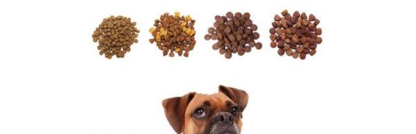 夏季狗粮喂养攻略（如何为宠物选择适合的狗粮？以及喂养细节需要注意哪些？）