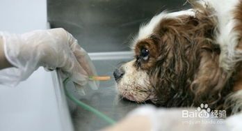 夏季宠物犬剪毛，科学护理指南