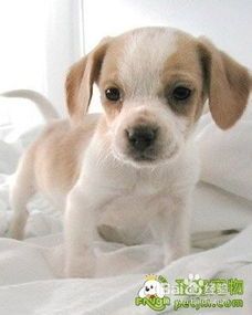 夏季宠物犬剪毛，科学护理指南