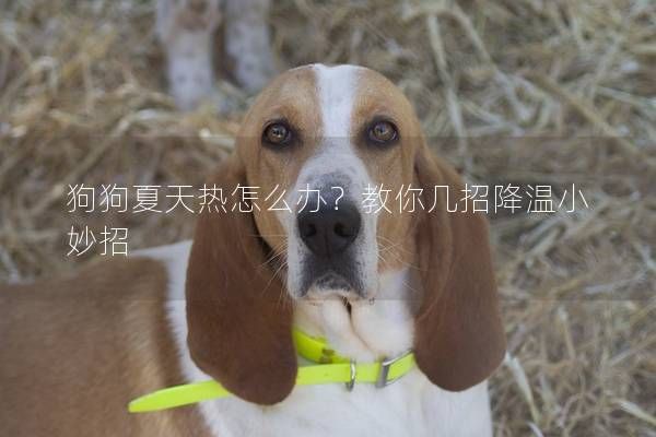 狗狗夏天热怎么办?教你几招降温小妙招